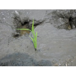 1-BIGDEL KUBOTA NSPU-68C 6 SIRALI ÇELTİK FİDE DİKİM MAKİNESİ